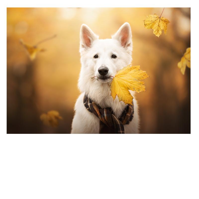 Собака с жёлтым листом
